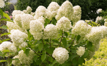 Top 8 Drought Tolerant Hydrangeas for Your Garden Drought Tolerant Hydrangeas