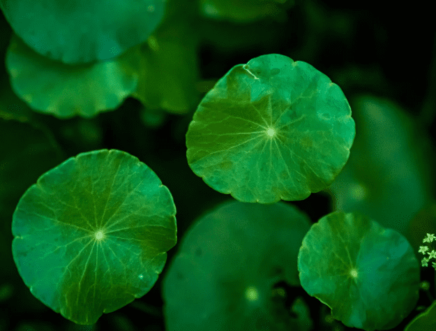 Gotu Kola