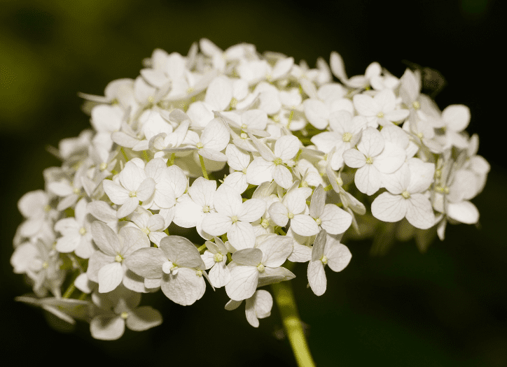 Hydrangea Arborescens