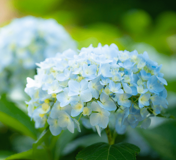 Hydrangea Macrophylla