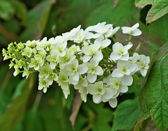 Hydrangea Quercifolia