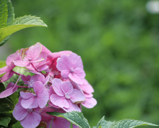 Hydrangea Serrata