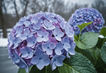 Hydrangeas in Winter: Essential Care and Protection Tips Hydrangeas in Winter