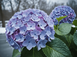 Hydrangeas in Winter: Essential Care and Protection Tips Hydrangeas in Winter
