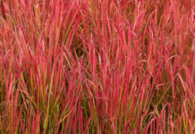 Japanese Blood Grass: A Low-Maintenance Plant Japanese Blood Grass
