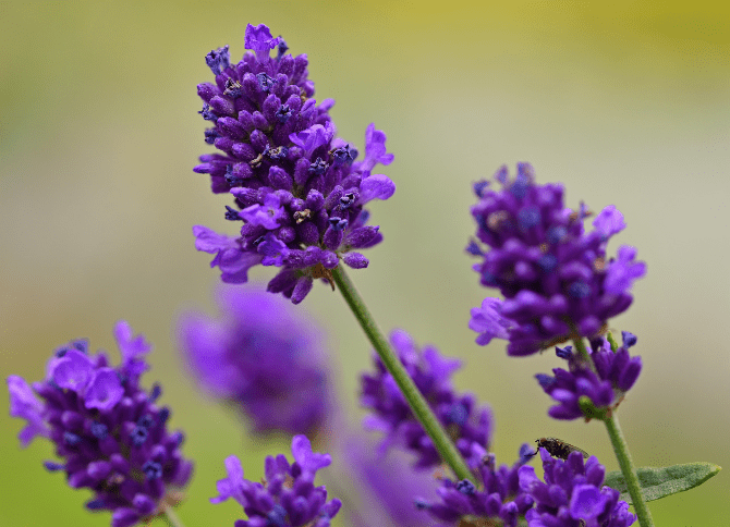 Lavender Lavandula