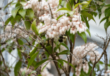 Leucothoe: A Year-Round Beauty Leucothoe