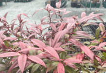 Leucothoe Compacta: The Shade-Loving Shrub That Thrives Leucothoe Compacta