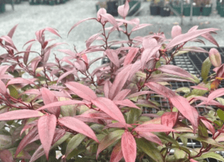 Leucothoe Compacta: The Shade-Loving Shrub That Thrives Leucothoe Compacta