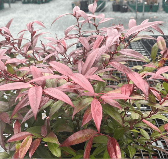 Leucothoe Compacta