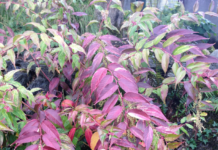 Rainbow Leucothoe: A Bright Touch for Your Garden Leucothoe Rainbow