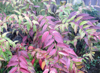 Rainbow Leucothoe: A Bright Touch for Your Garden Leucothoe Rainbow