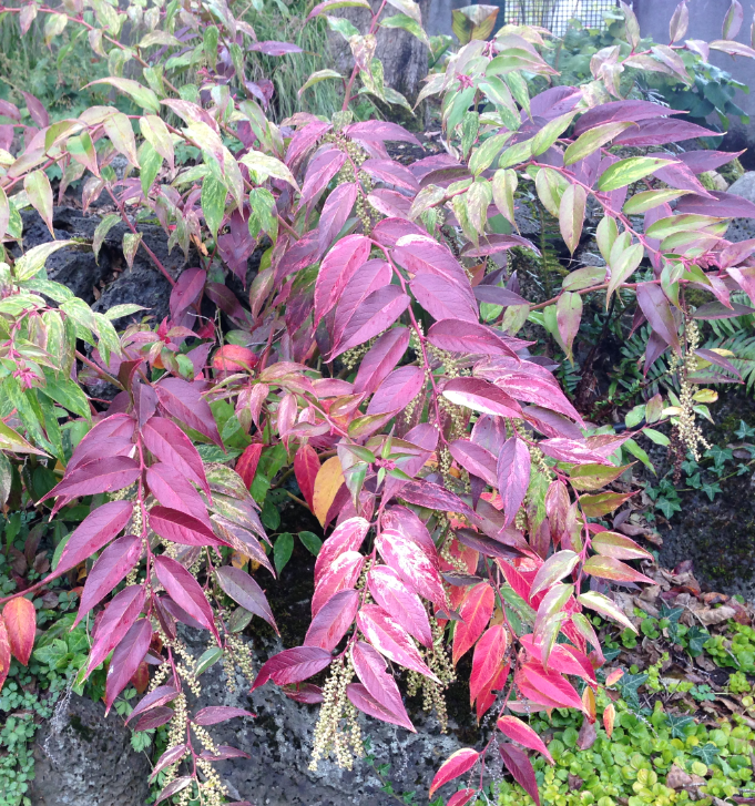 Leucothoe Rainbow