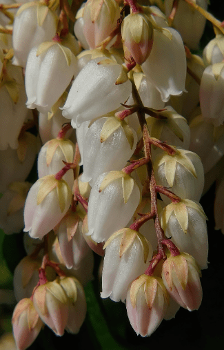 Leucothoe fontanesiana