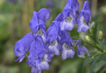 The Enigmatic Monkshood: Cultivation, Ecology, and Beyond Monkshood