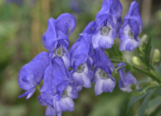 The Enigmatic Monkshood: Cultivation, Ecology, and Beyond Monkshood