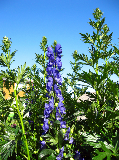 Monkshood leaves