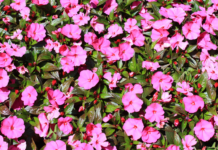 New Guinea Impatiens: Blooming & Care Tips New Guinea Impatiens
