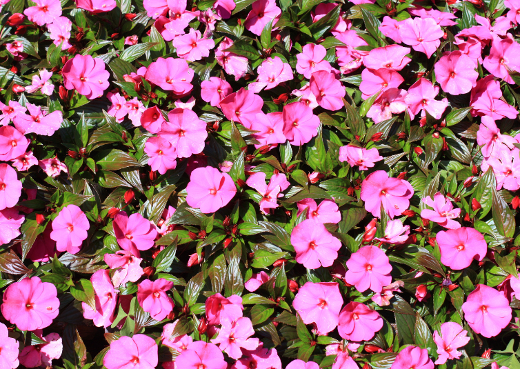 New Guinea Impatiens