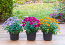 Optimal Time to Plant Potted Mums for Prolonged Blooms Potted Mums