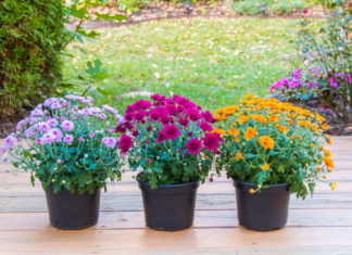Optimal Time to Plant Potted Mums for Prolonged Blooms Potted Mums