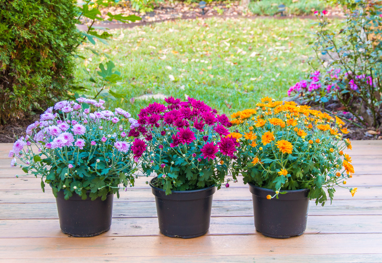 Potted Mums