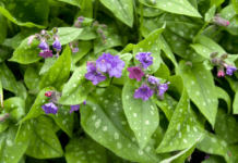 Pulmonaria Plant Care and Growing Tips Pulmonaria