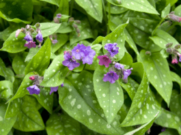 Pulmonaria Plant Care and Growing Tips Pulmonaria