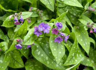 Pulmonaria Plant Care and Growing Tips Pulmonaria