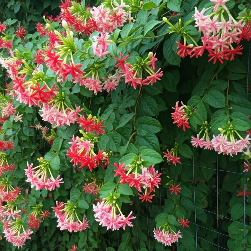 Rangoon Creeper Blooming