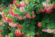 Discovering the Rangoon Creeper: A Beginner’s Guide to This Exotic Climbing Plant Rangoon Creeper Blooming