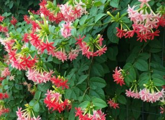 Discovering the Rangoon Creeper: A Beginner’s Guide to This Exotic Climbing Plant Rangoon Creeper Blooming