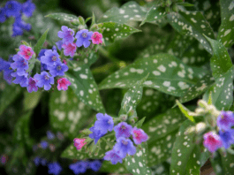 Raspberry Splash Lungwort: The Perennial Gem Your Garden Needs Raspberry Splash Lungwort