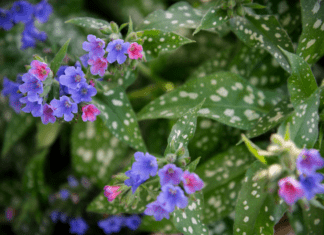 Raspberry Splash Lungwort: The Perennial Gem Your Garden Needs Raspberry Splash Lungwort
