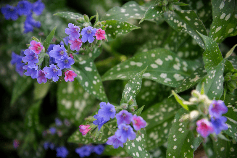 Raspberry Splash Lungwort