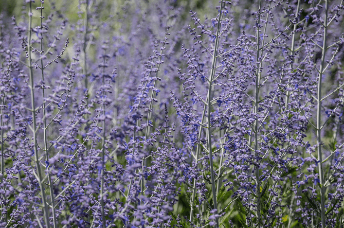 Russian Sage Perovskia atriplicifolia