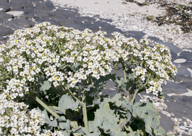 Sea Kale Crambe maritima