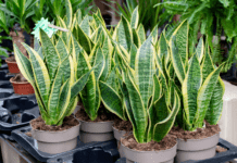 Caring for Your Snake Plant at Home Snake Plant