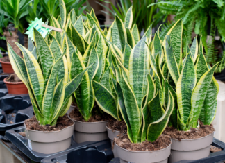 Caring for Your Snake Plant at Home Snake Plant