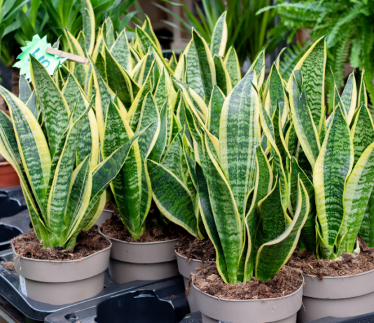 Caring for Your Snake Plant at Home Snake Plant
