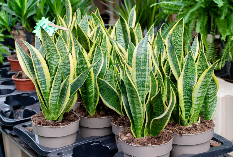 Snake Plant