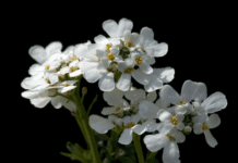 Snow Surfer Candytuft: Frosty Blooms for Your Garden Snow Surfer Candytuft
