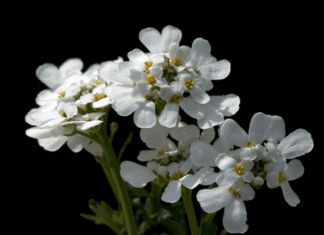 Snow Surfer Candytuft: Frosty Blooms for Your Garden Snow Surfer Candytuft