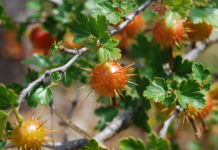 Spiky Tree Mystery: Tree With Spiky Balls Identification Guide Spiky Balls