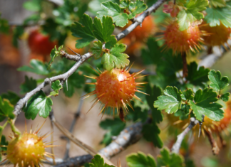Spiky Tree Mystery: Tree With Spiky Balls Identification Guide Spiky Balls