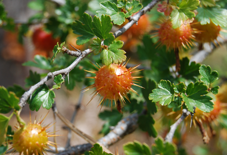 Spiky Balls