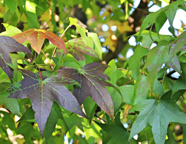 Sweet Gum Liquidambar styraciflua