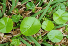 How to Get Rid of Dollar weed Naturally: A Friendly Guide for Beginners dollar weed