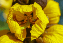 Popcorn Plant Care: Essential Tips for Healthy Growth popcorn plant