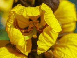 Popcorn Plant Care: Essential Tips for Healthy Growth popcorn plant